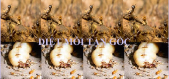 Kỹ thuật diệt mối tận gốc nhanh