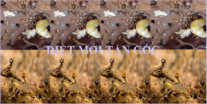 Diệt mối tận gốc 111 Láng Hạ giá rẻ