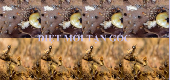 Diệt mối tận gốc 111 Láng Hạ giá rẻ