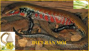 Diệt rắn mối giá rẻ
