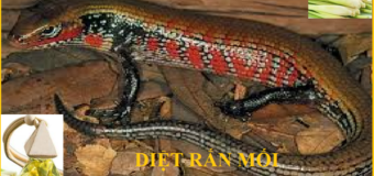 Diệt rắn mối giá rẻ