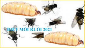Diệt mối ruồi
