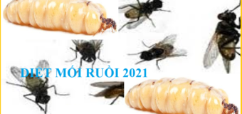 Diệt mối ruồi