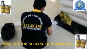 Cách diệt mối mọt tận gốc