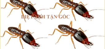 Địa chỉ diệt mối uy tín nhất