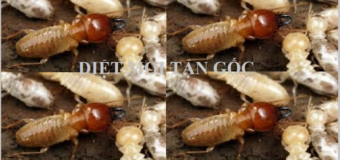 Phòng mối cho công trình xây dựng