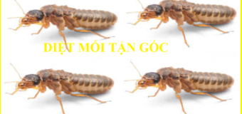 Diệt mối Văn Tâm