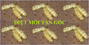 Diệt mối tận gốc tại Từ Liêm Hà Nội