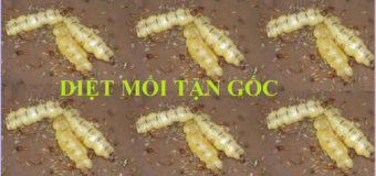 Diệt mối tận gốc tại Từ Liêm Hà Nội