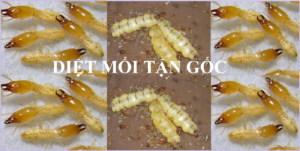 Làm sao để diệt mối tận gốc rẻ