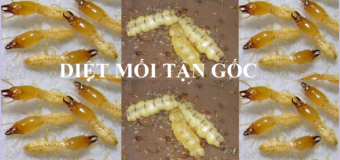 Làm sao để diệt mối tận gốc rẻ