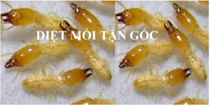 Diệt mối tận gốc ở Mỹ Tho Tiền Giang