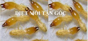 Diệt mối tận gốc ở Mỹ Tho Tiền Giang