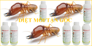 Mẹo diệt mối tận gốc giá rẻ