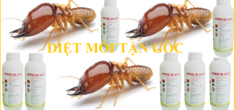 Mẹo diệt mối tận gốc giá rẻ