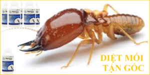 Diệt mối mọt tận gốc giá rẻ chất lượng