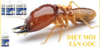 Diệt mối mọt tận gốc giá rẻ chất lượng
