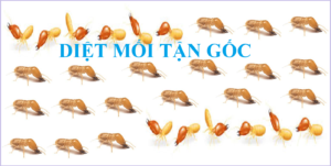 Mua thuốc diệt mối tận gốc TPHCM