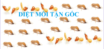 Mua thuốc diệt mối tận gốc TPHCM