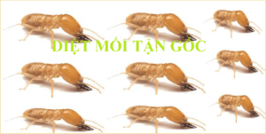 Diệt mối tận gốc Buôn Ma Thuột