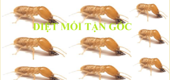 Diệt mối tận gốc Buôn Ma Thuột