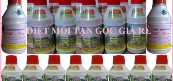 Diệt mối 101 Láng Hạ