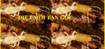 Diệt mối Yên Bái rẻ