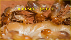 Diệt mối bảo việt 020