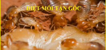 Diệt mối bảo việt 020
