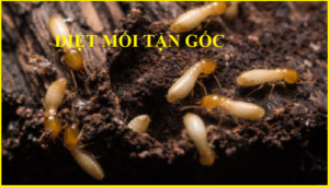 Thuốc diệt mối 111 láng hạ