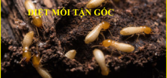 Thuốc diệt mối 111 láng hạ