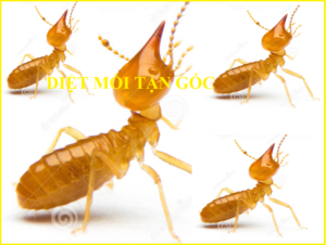 Diệt mối ở Quận 11 rẻ