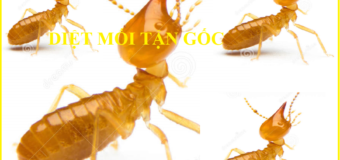 Diệt mối ở Quận 11 rẻ