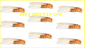 Diệt mối ở quận 10 rẻ