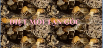 Diệt mối quận 2 giá rẻ