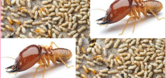 Diệt mối tại Quận 2 uy tín