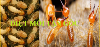 Diệt mối 365 uy tín