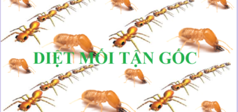 Diệt mối tận gốc 365 rẻ