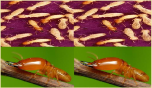 Diệt mối An Sinh giá rẻ