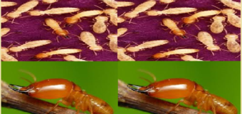 Diệt mối An Sinh giá rẻ