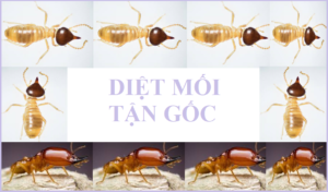 Thuốc diệt mối Quận 4 rẻ