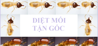 Thuốc diệt mối Quận 4 rẻ