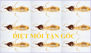 Diệt mối Quận 5 rẻ