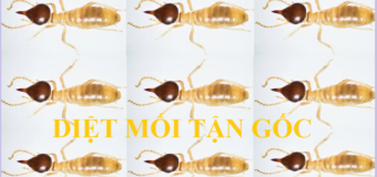 Diệt mối Quận 5 rẻ