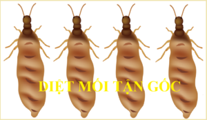 Diệt mối 8