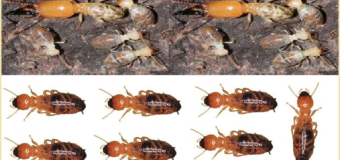 Cách diệt mối ăn tường nhà