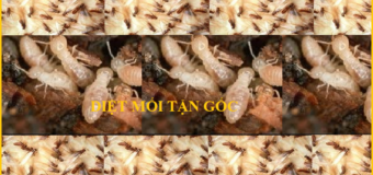 Diệt mối Củ Chi Giá rẻ