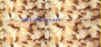 Diệt mối Củ Chi tại Nhà