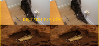 Diệt mối Dân gian Giá rẻ