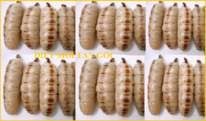 Diệt mối chúa rẻ